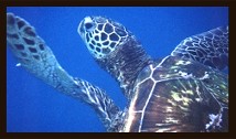 Photograph of a Maui sea turtle
